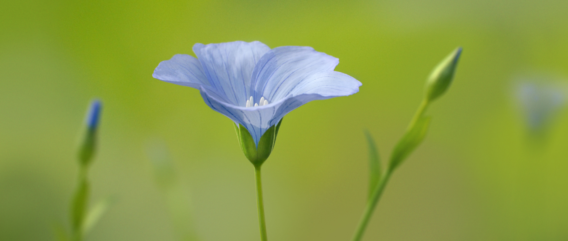 linen_1