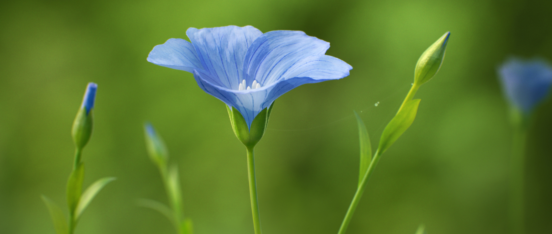 linen_2