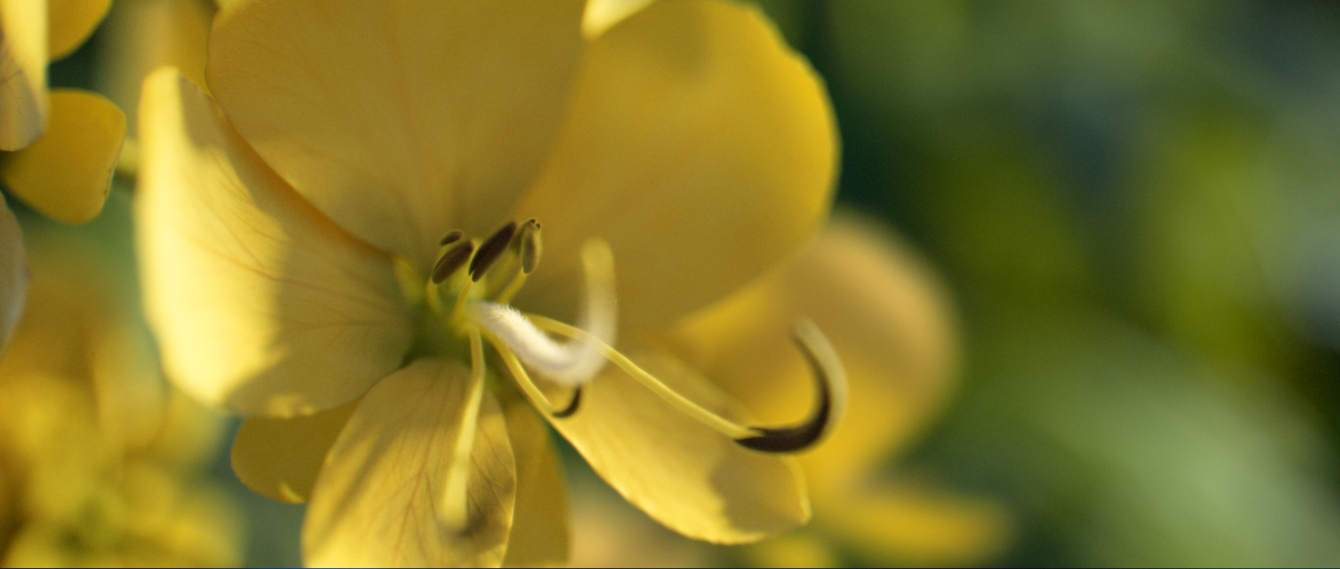 senna
